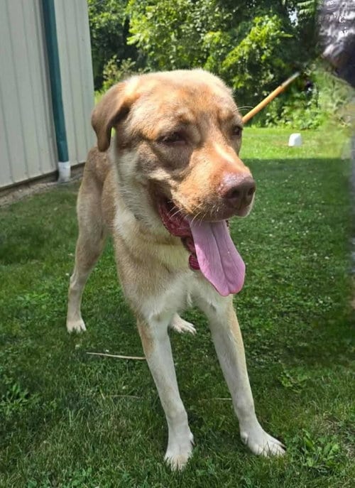 Photo of Jabba The Mutt, adoptable Anatolian Shepherd in St Clairsville, Ohio