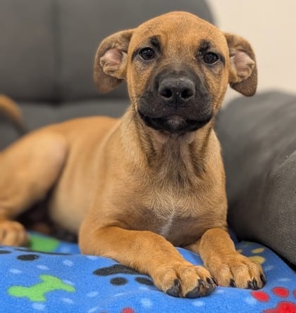 Photo of Lilith, adoptable Shepherd/Mix in Raeford, North Carolina