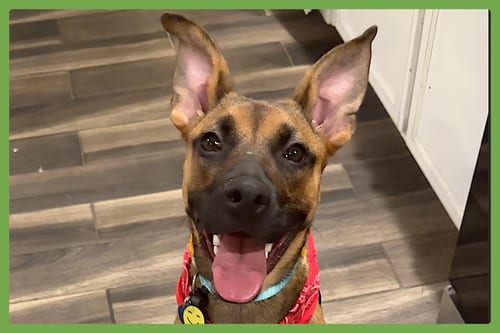 Photo of Gigi, adoptable German Shepherd Dog in Amherst, Massachusetts