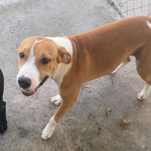 Photo of Tristan, adoptable Hound in Carrollton, Georgia