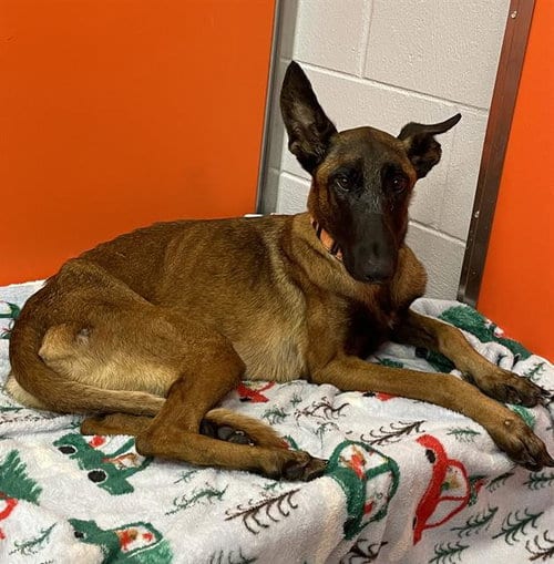 Photo of Athena, adoptable Belgian Shepherd Malinois in Palmetto, Florida