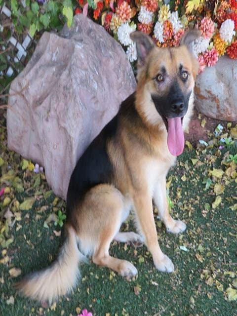 Photo of Edwin, adoptable German Shepherd Dog in Oklahoma City, Oklahoma