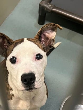Photo of Piper, adoptable Mixed Breed in New Orleans, Louisiana