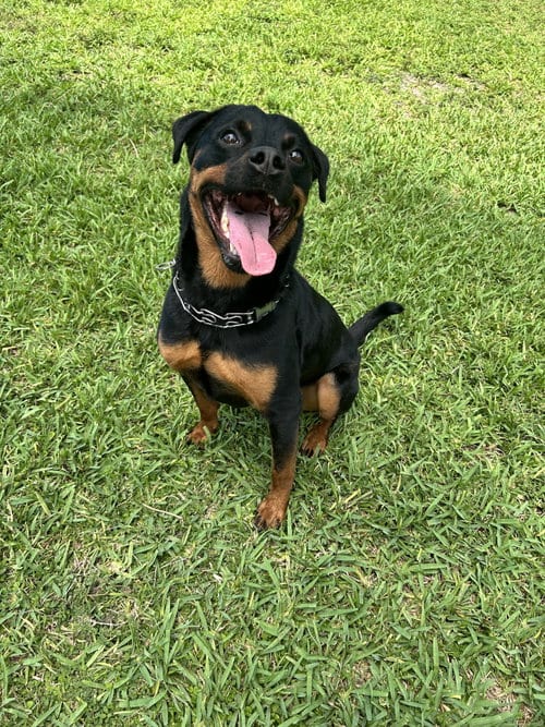 Photo of Tyson, adoptable Rottweiler in Miami, Florida