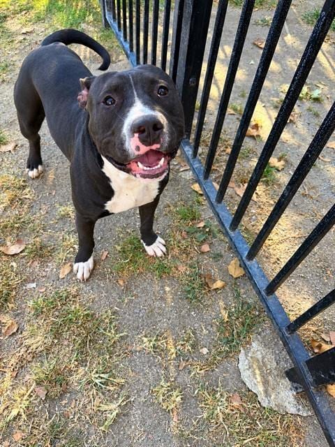 Photo of King, adoptable Pit Bull Terrier in Riverside, California