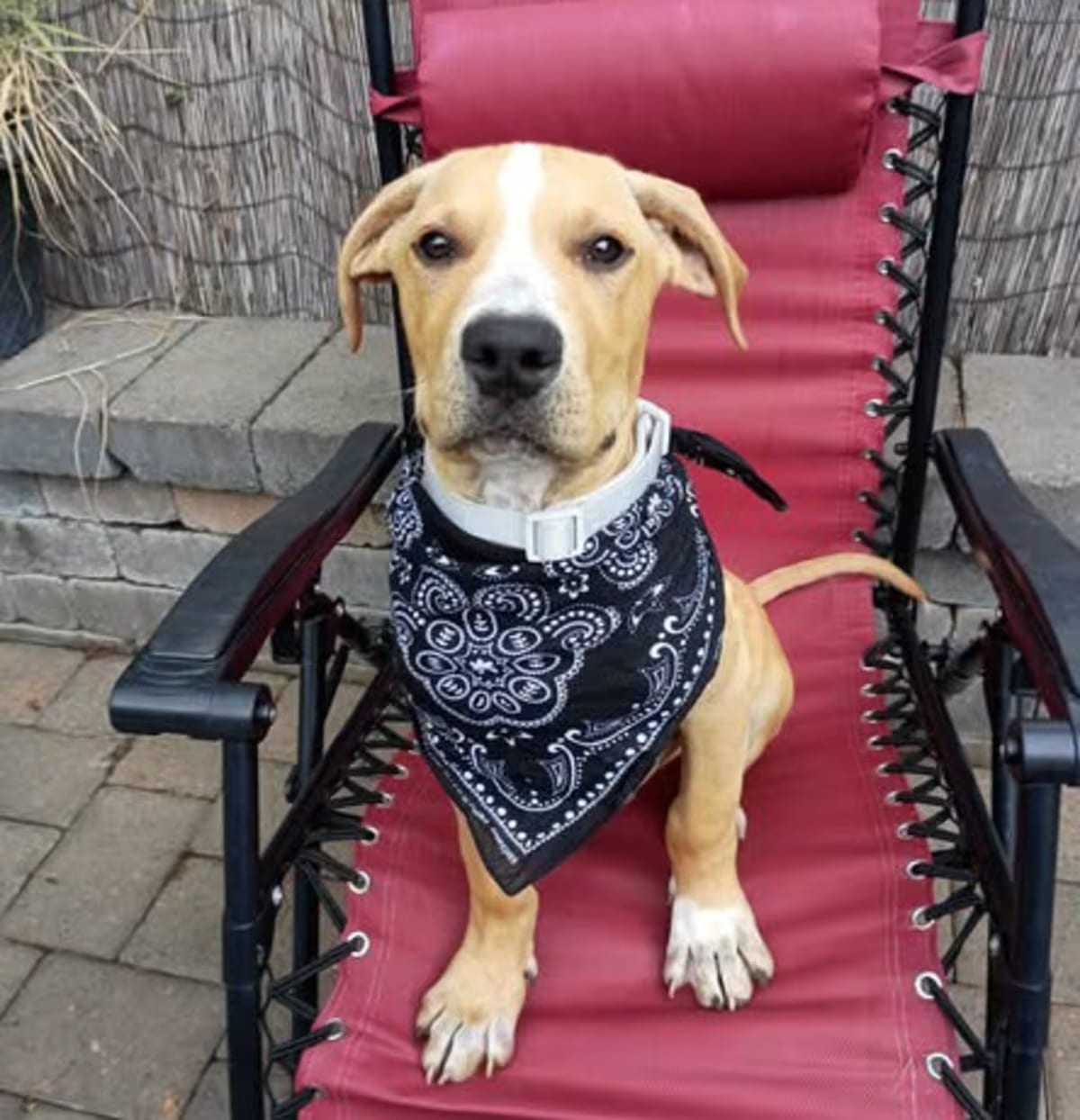Photo of Brady, adoptable Labrador Retriever Mixed Breed (Large) in Salem, Oregon