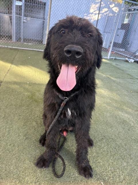 Photo of Tugboat, adoptable Irish Wolfhound in Los Angeles, California