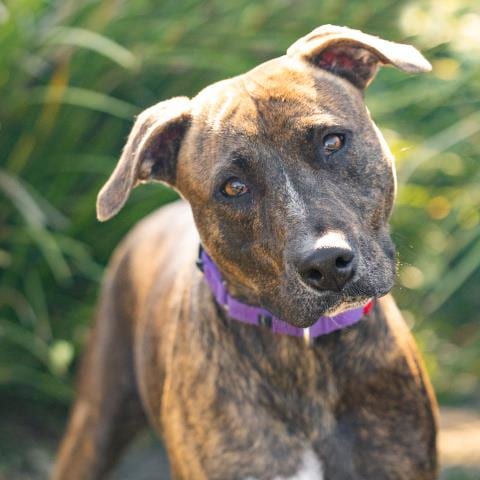 Photo of Bess, adoptable Pit Bull Terrier in Camarillo, California
