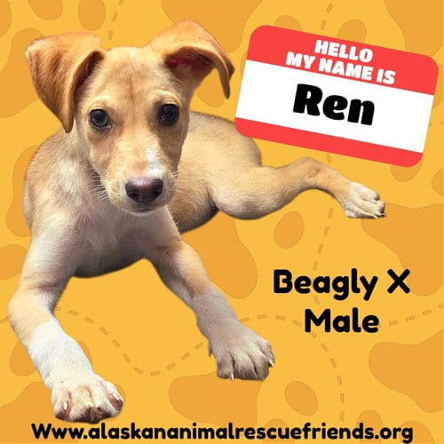 Photo of Ren, adoptable Beagle in Anchorage, Alaska