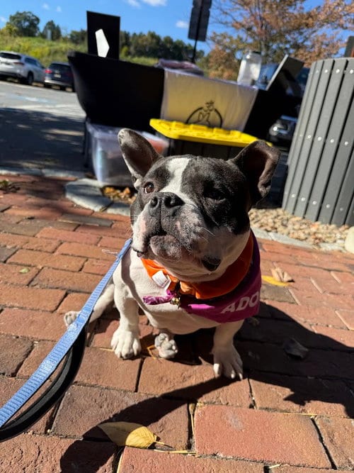 Photo of Meatball, adoptable Bulldog in Shermans Dale, Pennsylvania