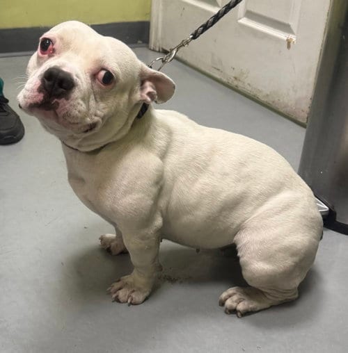 Photo of Luna (A2597103), adoptable American Bulldog in Royal Palm Beach, Florida