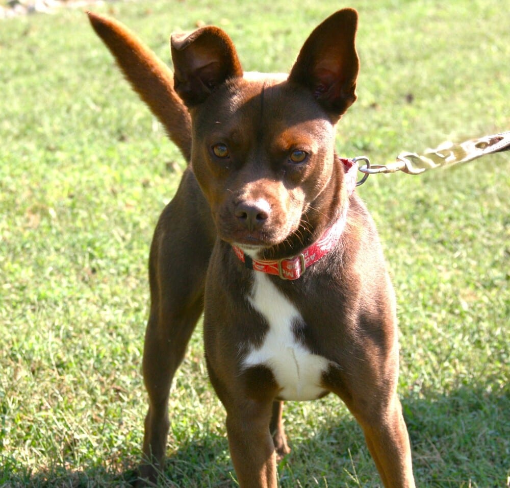 Photo of Dalton, adoptable Pit Bull Terrier in Linton, Indiana