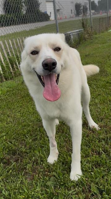 Photo of Stu, adoptable Husky in Rosenberg, Texas