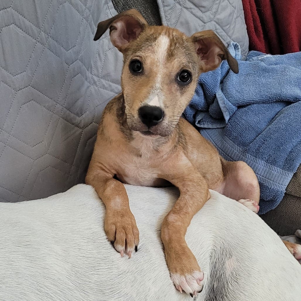 Photo of Olive, adoptable Mixed Breed (Medium) in Summerville, South Carolina