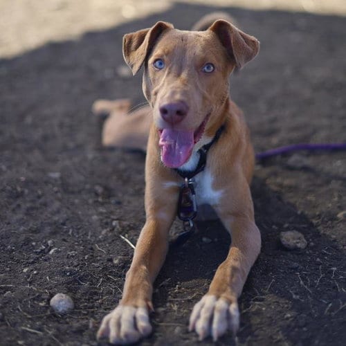 Photo of Stitch, adoptable Labrador Retriever in San Antonio, Texas