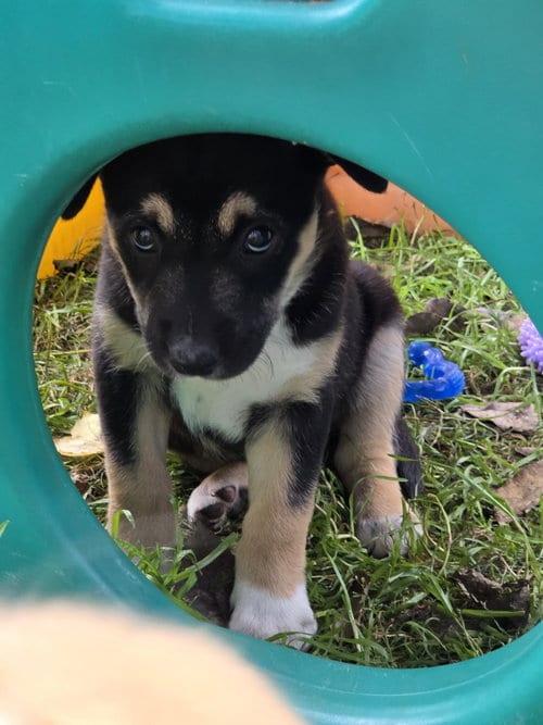 Photo of Sammi, adoptable Australian Cattle Dog/Blue Heeler in Garden City, New York