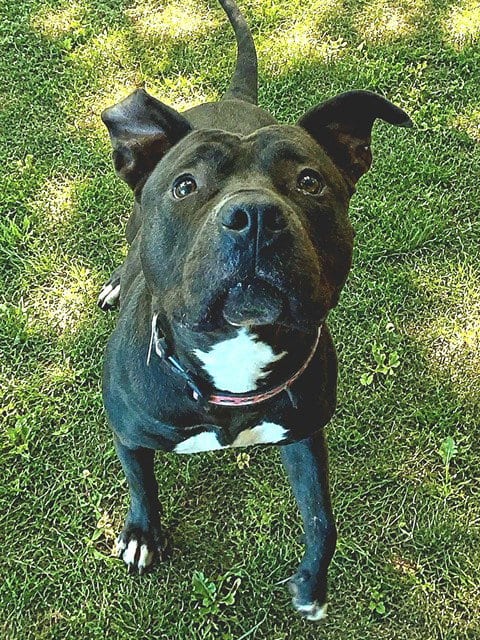 Photo of Lola, adoptable American Staffordshire Terrier in Sacramento, California