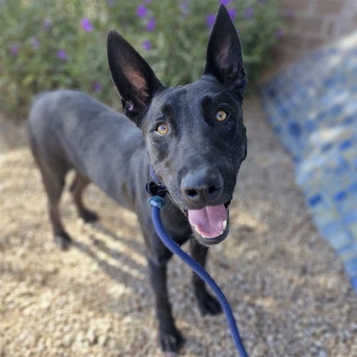 Photo of Nismo, adoptable American Pit Bull Terrier in Mesa, Arizona