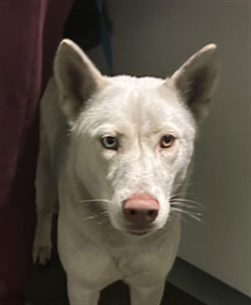 Photo of Blue, adoptable Siberian Husky in Los Angeles, California