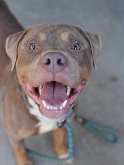 Photo of Rembrandt, adoptable dog in Chamblee, Georgia