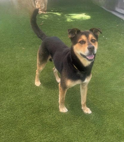 Photo of Cooper, adoptable German Shepherd Dog in Los Angeles, California