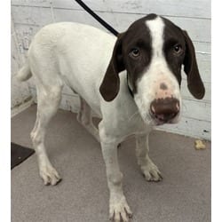 Photo of Flapjack, adoptable Pointer in San Bernardino, California