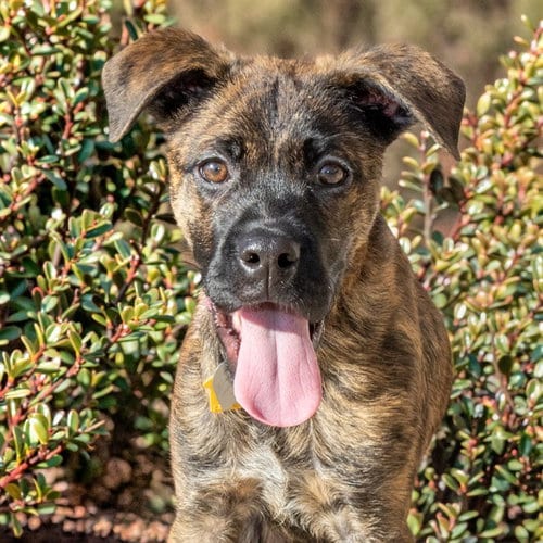 Photo of Rudi, adoptable Australian Shepherd in St Louis, Missouri