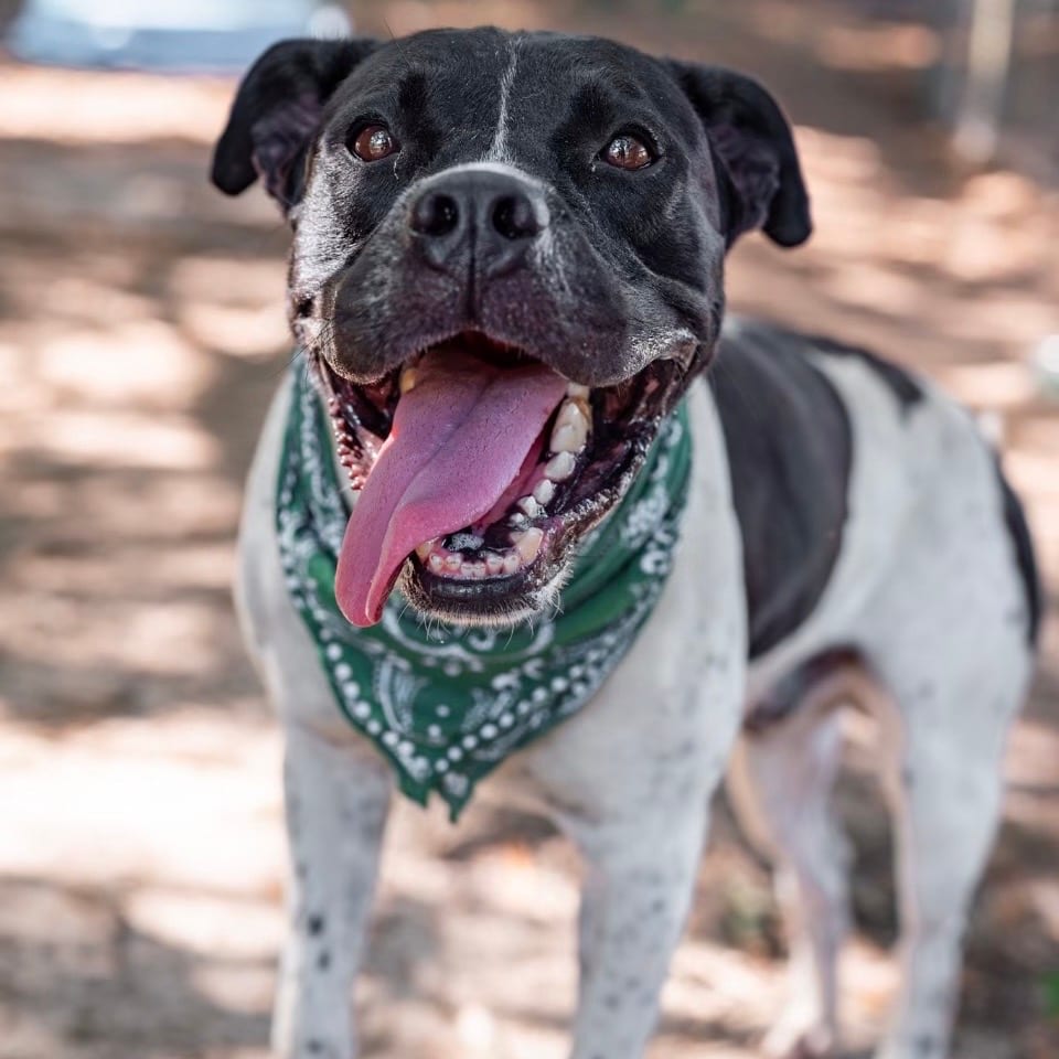Photo of Mitchum, adoptable Mixed Breed (Medium) in Milton, Florida