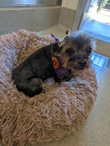Photo of Jessie, adoptable Yorkshire Terrier Yorkie in San Martin, California