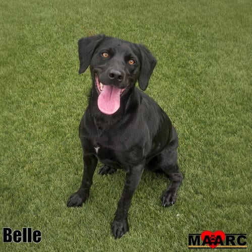Photo of Belle, adoptable Labrador Retriever in Maryville, Tennessee