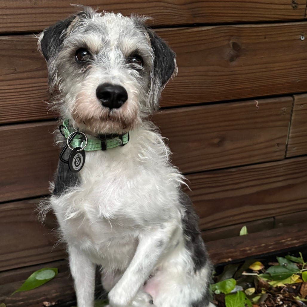 Photo of Applejack, adoptable Poodle, Miniature