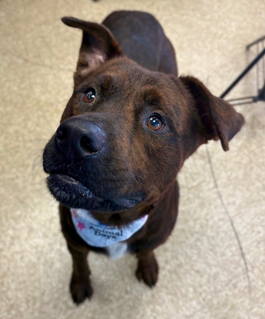 Photo of Mike, adoptable Pit Bull Terrier in Nacogdoches, Texas