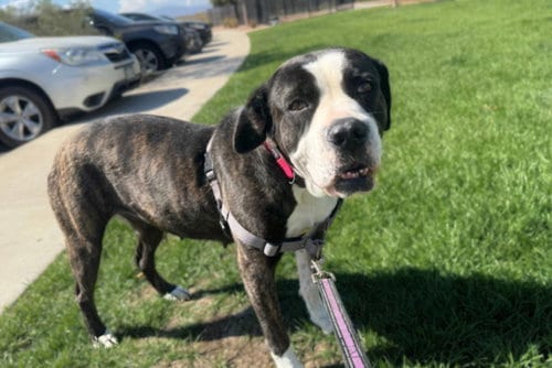 Photo of Bonnie, adoptable Cane Corso Mastiff in Fort Collins, Colorado