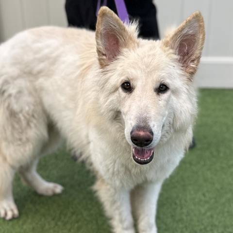 Photo of Mia, adoptable German Shepherd Dog in San Diego, California