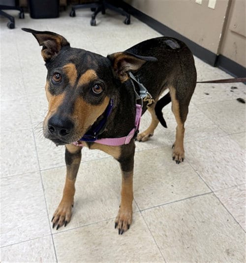 Photo of Lucy, adoptable German Shepherd Dog in Conroe, Texas