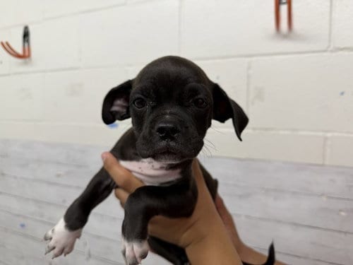 Photo of Rory, adoptable Boxer in San Bernardino, California
