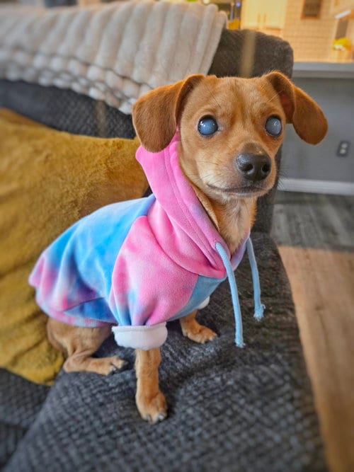 Photo of Harpy Cryptid -- Blind, adoptable Chihuahua in Pittsburg, California