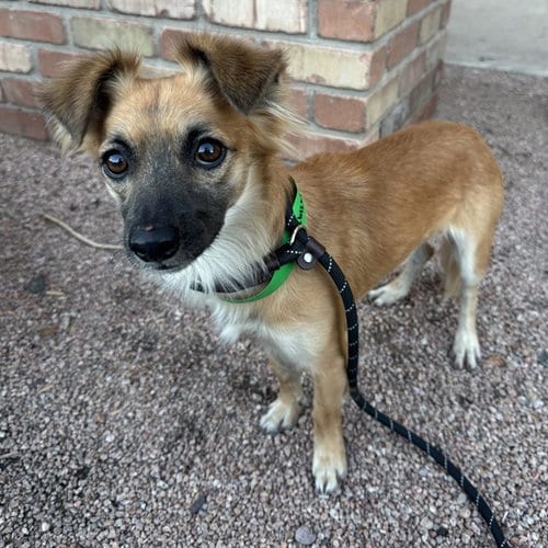 Photo of Beaver, adoptable Chihuahua in Phoenix, Arizona