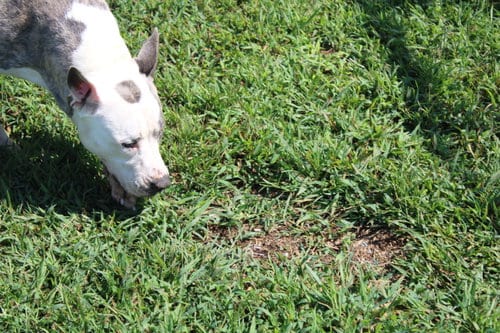 Photo of Susie Q, adoptable American Pit Bull Terrier in Hartselle, Alabama