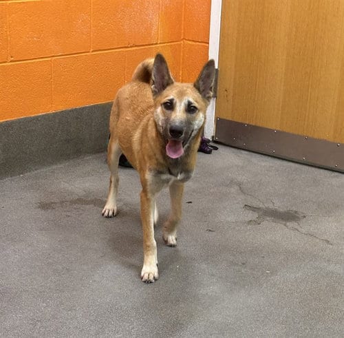 Photo of Rio, adoptable German Shepherd Dog in Forestville, Maryland