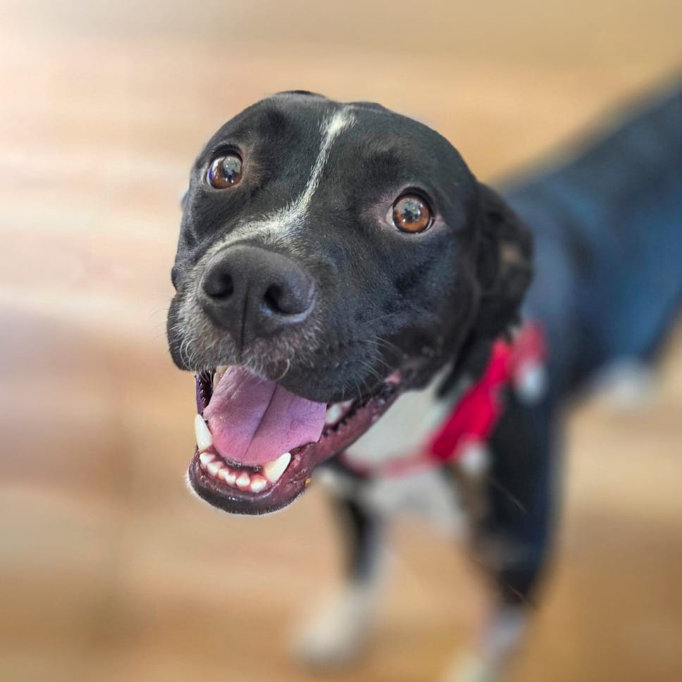 Photo of Buggy, adoptable Mixed Breed (Medium) in Chapel Hill, North Carolina