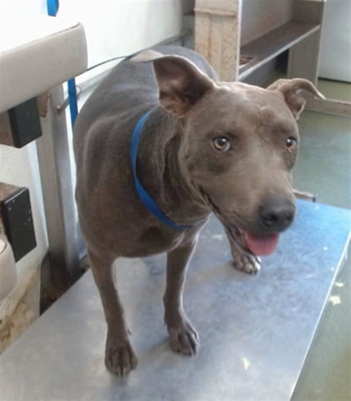 Photo of Porcini, adoptable Pit Bull Terrier in San Bernardino, California