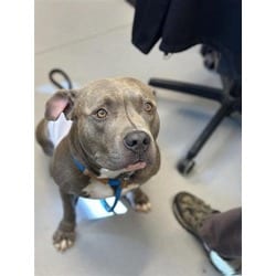 Photo of Jupiter, adoptable Mixed Breed (Medium) in New Castle, Delaware