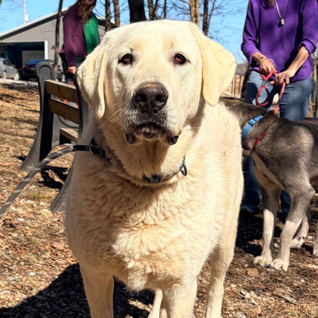 Photo of Ben, adoptable Shepherd, Anatolian in Pineville, Missouri