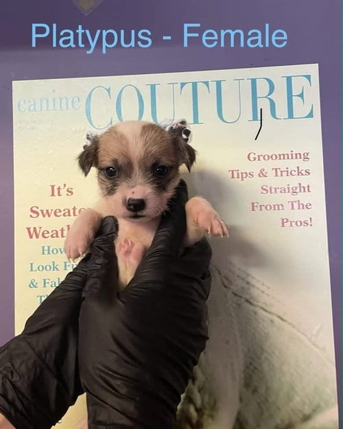 Photo of Platypus, adoptable Shih Tzu in Evansville, Indiana