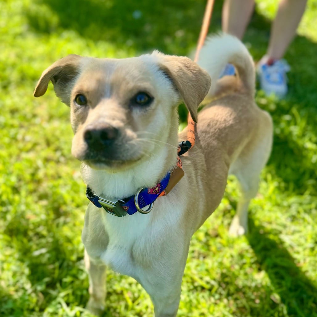 Photo of Lenny - City of Industry Location, adoptable Pug / Chihuahua