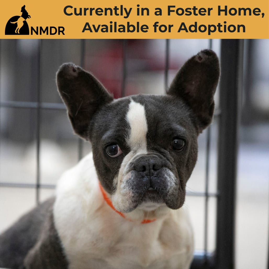 Photo of Charlotte (AG26-169), adoptable Bulldog, French in Colorado Springs, Colorado
