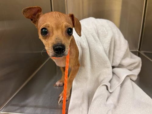 Photo of Jackie Lantern, adoptable Chihuahua in Orange, California