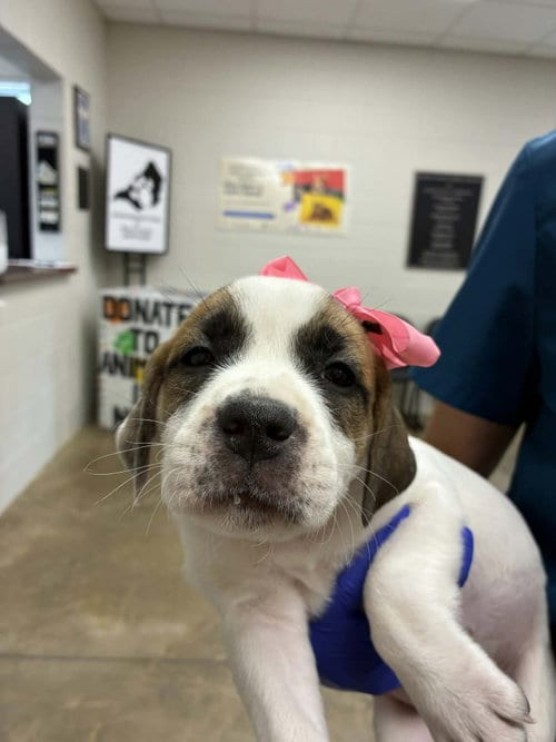 Photo of Puppy E (NY-Emily), adoptable Labrador Retriever in SHERBURNE, New York