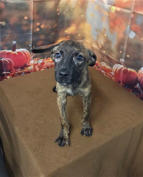 Photo of Dani, adoptable German Shepherd Dog in Augusta, Georgia